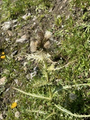 Cirsium spinosissimum