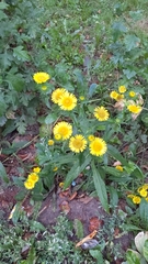 Pentanema britannica