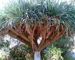 Dracaena draco