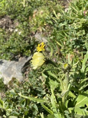 Schlagintweitia intybacea