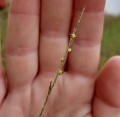 Muhlenbergia cuspidata