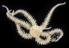Ophiactis