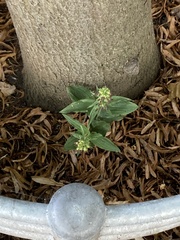 Epipactis helleborine