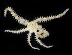 Ophiactis