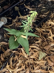 Epipactis helleborine