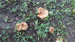 Paxillus involutus