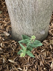Epipactis helleborine
