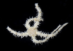 Ophiactis