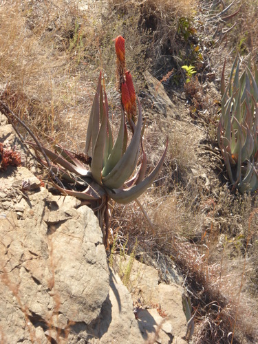 Aloe reitzii var. vernalis