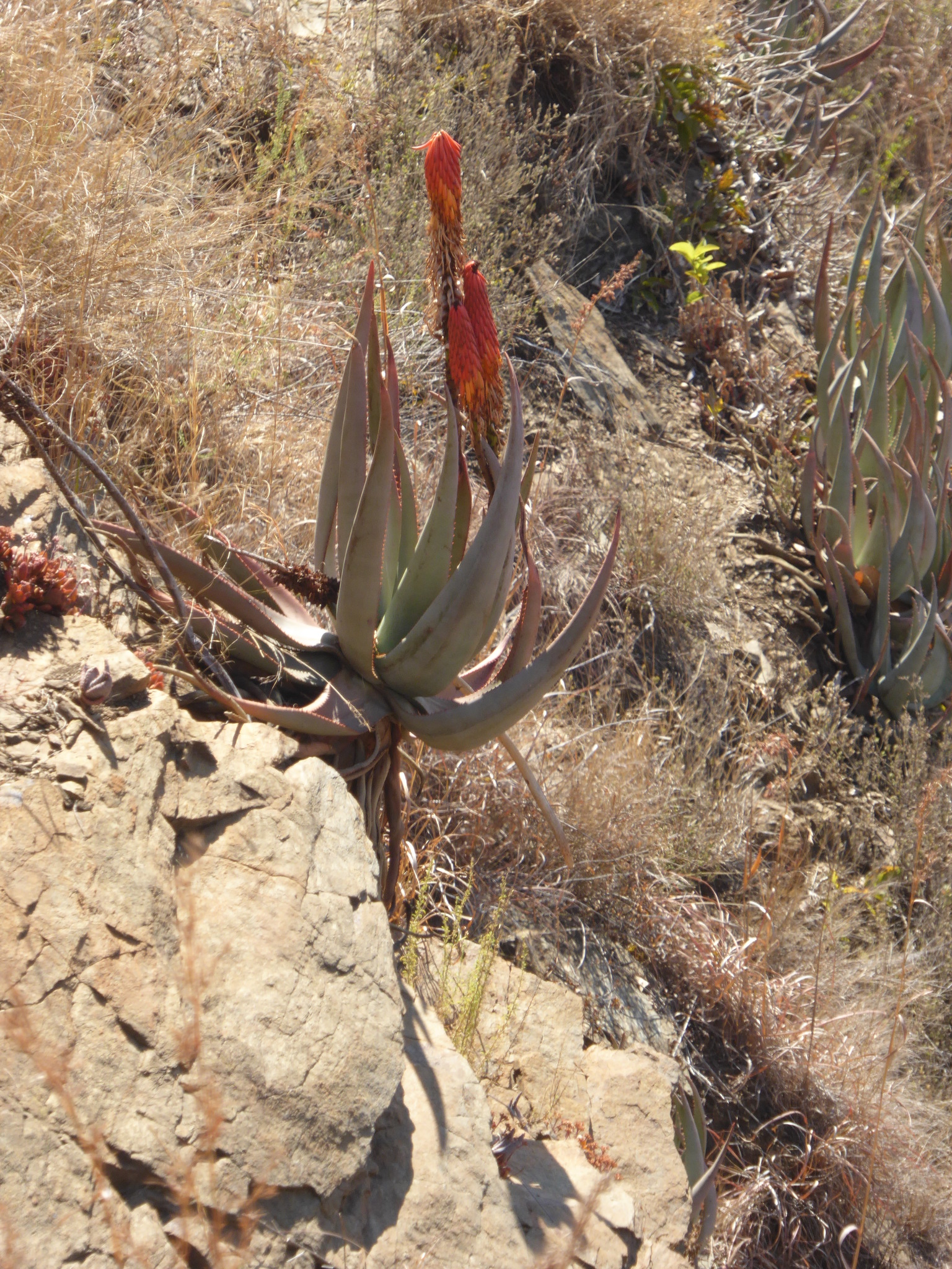 Aloe reitzii var. vernalis