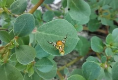 Zonosemata vittigera