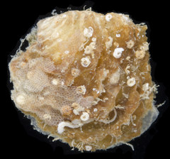 Isognomon