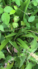Iris foetidissima
