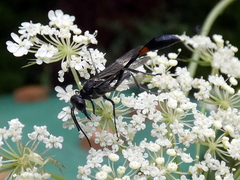 Ammophila urnaria