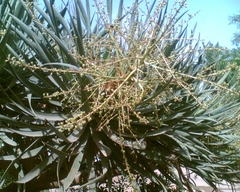 Dracaena draco