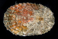 Diodora