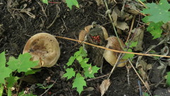 Paxillus involutus