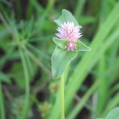 Gomphrena nitida