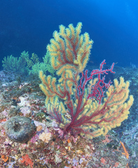 Alcyonium coralloides