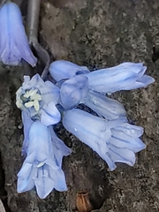 Brimeura amethystina