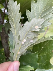 Neuroterus floccosus