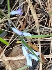 Brimeura amethystina