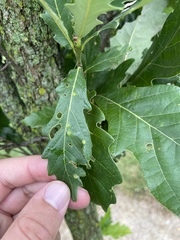 Neuroterus floccosus