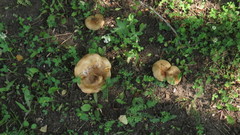 Paxillus involutus