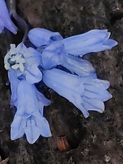 Brimeura amethystina