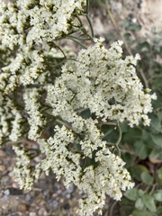 Eriogonum corymbosum