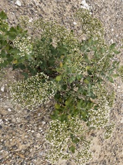 Eriogonum corymbosum