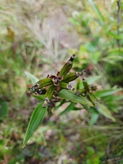 Elleanthus aurantiacus