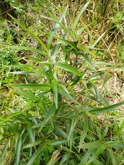 Elleanthus aurantiacus