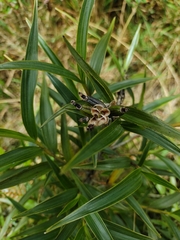 Elleanthus aurantiacus
