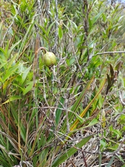 Elleanthus aurantiacus