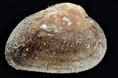 Arcopsis