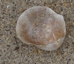 Anomia simplex image