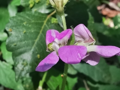 Phaseolus leptostachyus