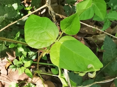 Phaseolus leptostachyus