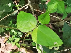 Phaseolus leptostachyus