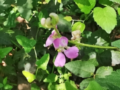 Phaseolus leptostachyus