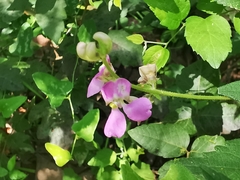 Phaseolus leptostachyus