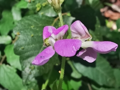 Phaseolus leptostachyus