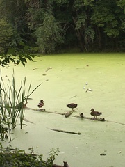 Anas platyrhynchos