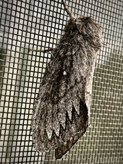 Gloveria arizonensis