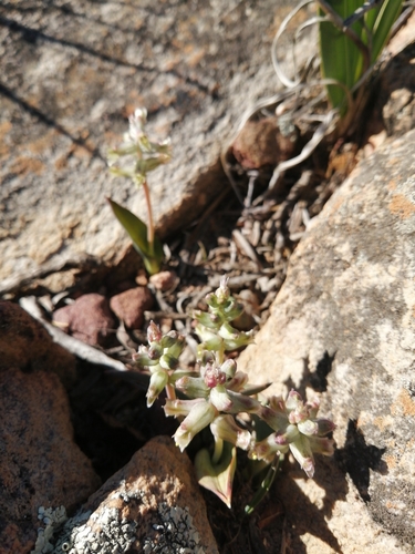 Image of Lachenalia aurioliae by (c) Danie Palm, some rights reserved (CC BY)