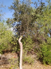 Forchhammeria watsonii