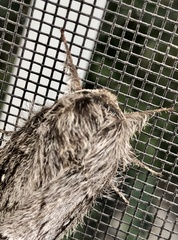 Gloveria arizonensis