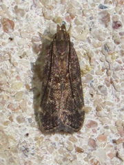Helcystogramma melantherella