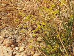 Bupleurum rigidum paniculatum